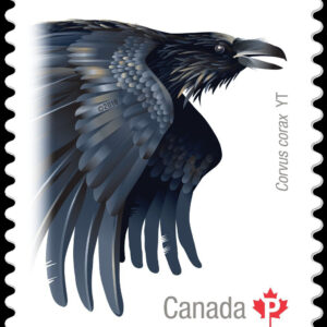 Canada Stamp #2933i - Common Raven (2016) P (85¢) Die cut to shape from Quarterly Pack