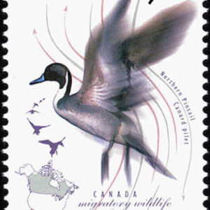 Canada Stamp #1565 - Northern Pintail (1995) 45¢