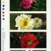 Canada Stamp Booklet - #BK245 Roses (2001) 12 x 47¢ - Image 2
