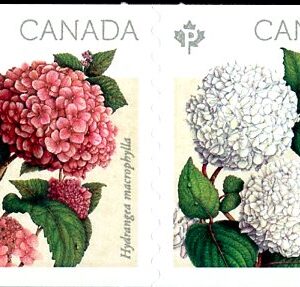 Canada Stamp #2898ii - Hydrangeas (2016) 2 x P (85¢) Se-tenant pair (2897-98), die cut to shape (9.2 horiz) from Quarterly Pack