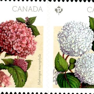 Canada Stamp #2900ii - Hydrangeas (2016) 2 x P (85¢) Se-tenant pair (2899-2900), die cut to shape from Quarterly Pack; valley at UL