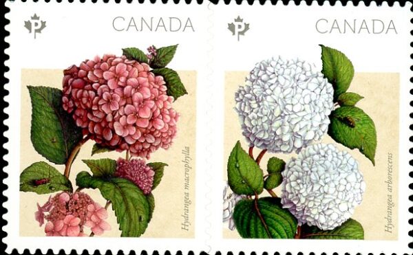 Canada Stamp #2900ii - Hydrangeas (2016) 2 x P (85¢) Se-tenant pair (2899-2900), die cut to shape from Quarterly Pack; valley at UL