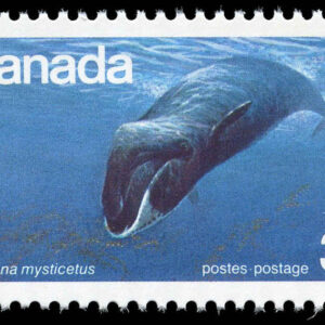 Canada Stamp #814 - Bowhead Whale (1979) 35¢
