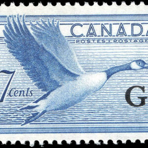 Canada Stamp - O - Official #O31 - Canada Goose (b) (1951) 7¢ Overprinted G (MH)