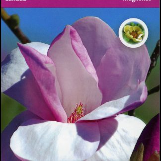 Canada Stamp Booklet - #BK531 Magnolias (2013) 10 x P (63¢) Booklet of 10 stamps (#2625a in cover)